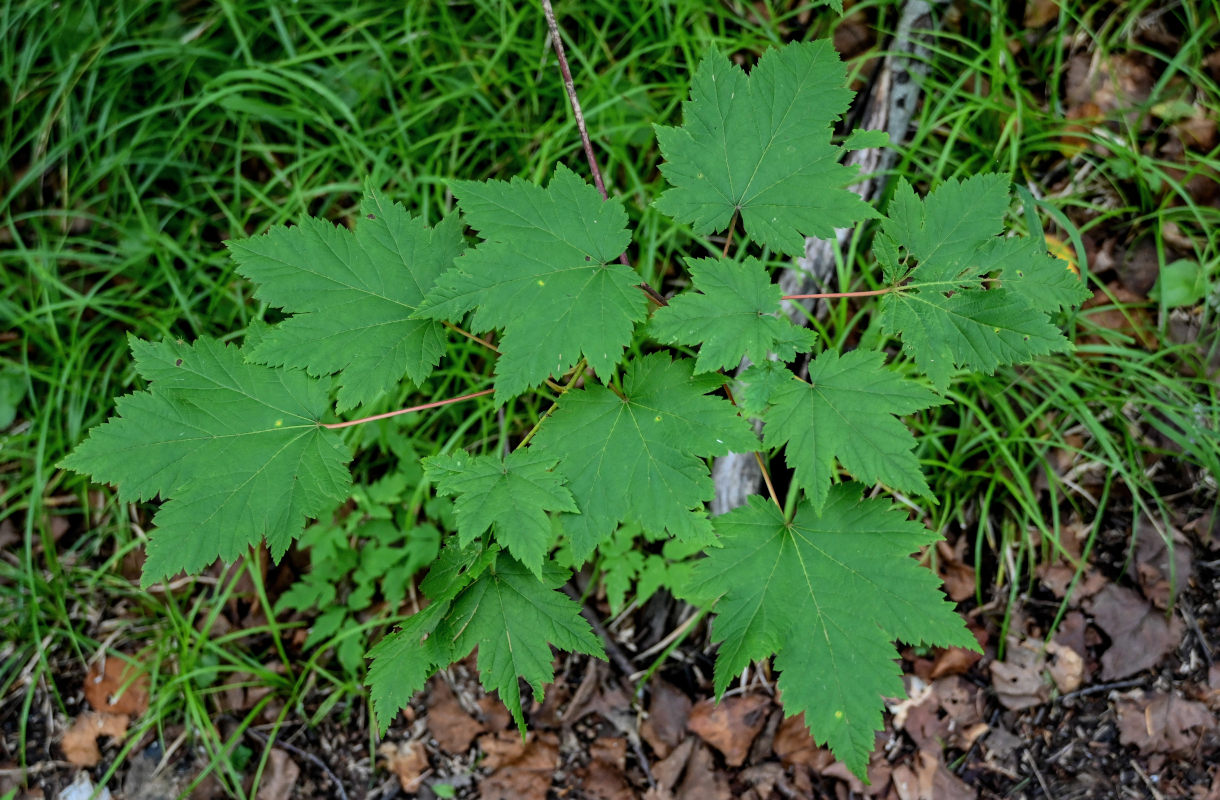 Image of Acer ukurunduense specimen.