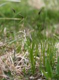 Carex ulobasis