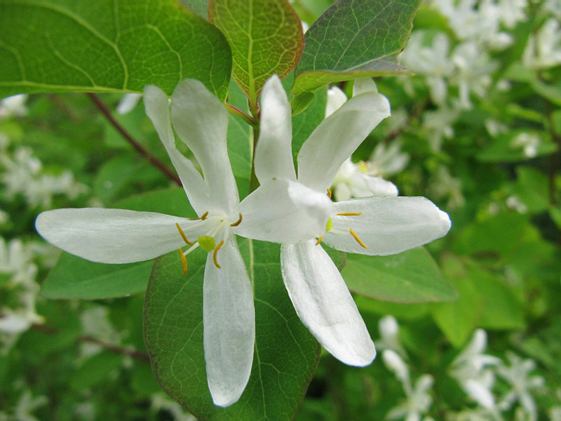 Image of Lonicera tatarica specimen.