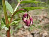 Lathyrus komarovii. Соцветие с бутонами. Хабаровский край, окр. г. Комсомольск-на-Амуре, широколиственный лес, обочина лесной дороги. 18.05.2024.