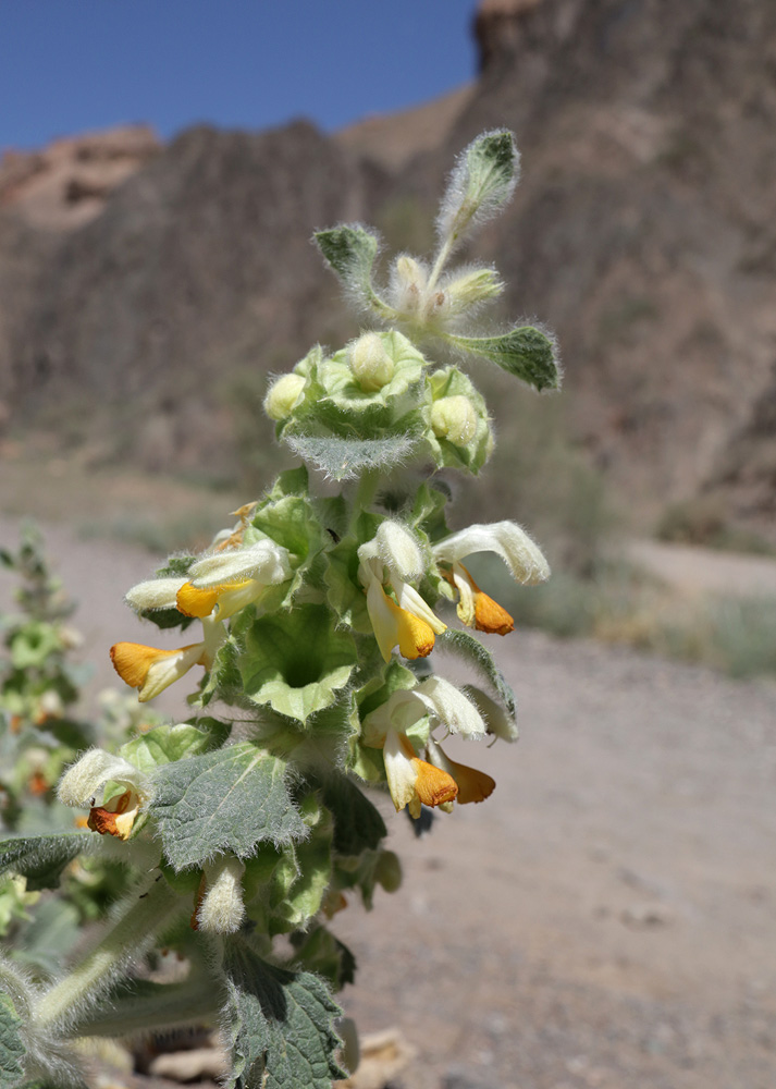 Image of Eremostachys isochila specimen.