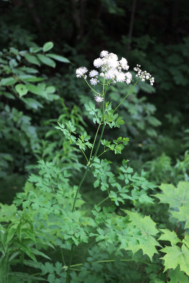 Image of Thalictrum aquilegiifolium specimen.