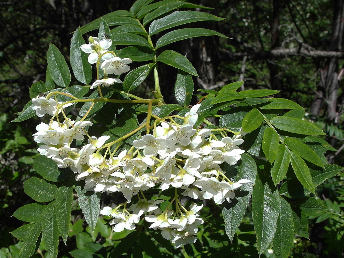 Image of Sorbus tianschanica specimen.