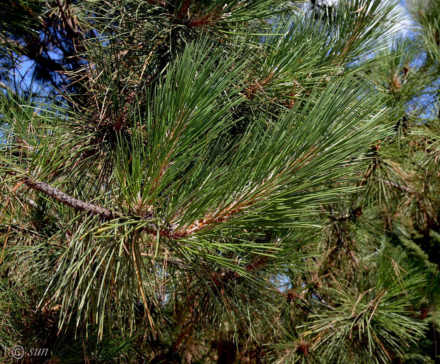 Image of Pinus nigra specimen.