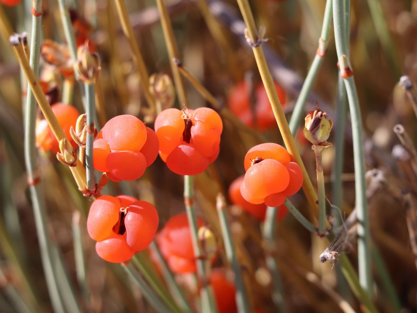 Image of Ephedra intermedia specimen.