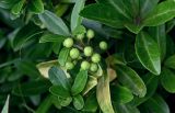 Skimmia repens. Незрелые плоды и листья. Курильские о-ва, о-в Итуруп, долина р. Водопадная, широколиственный лес. 17.08.2023.