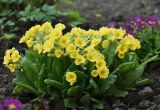 genus Primula