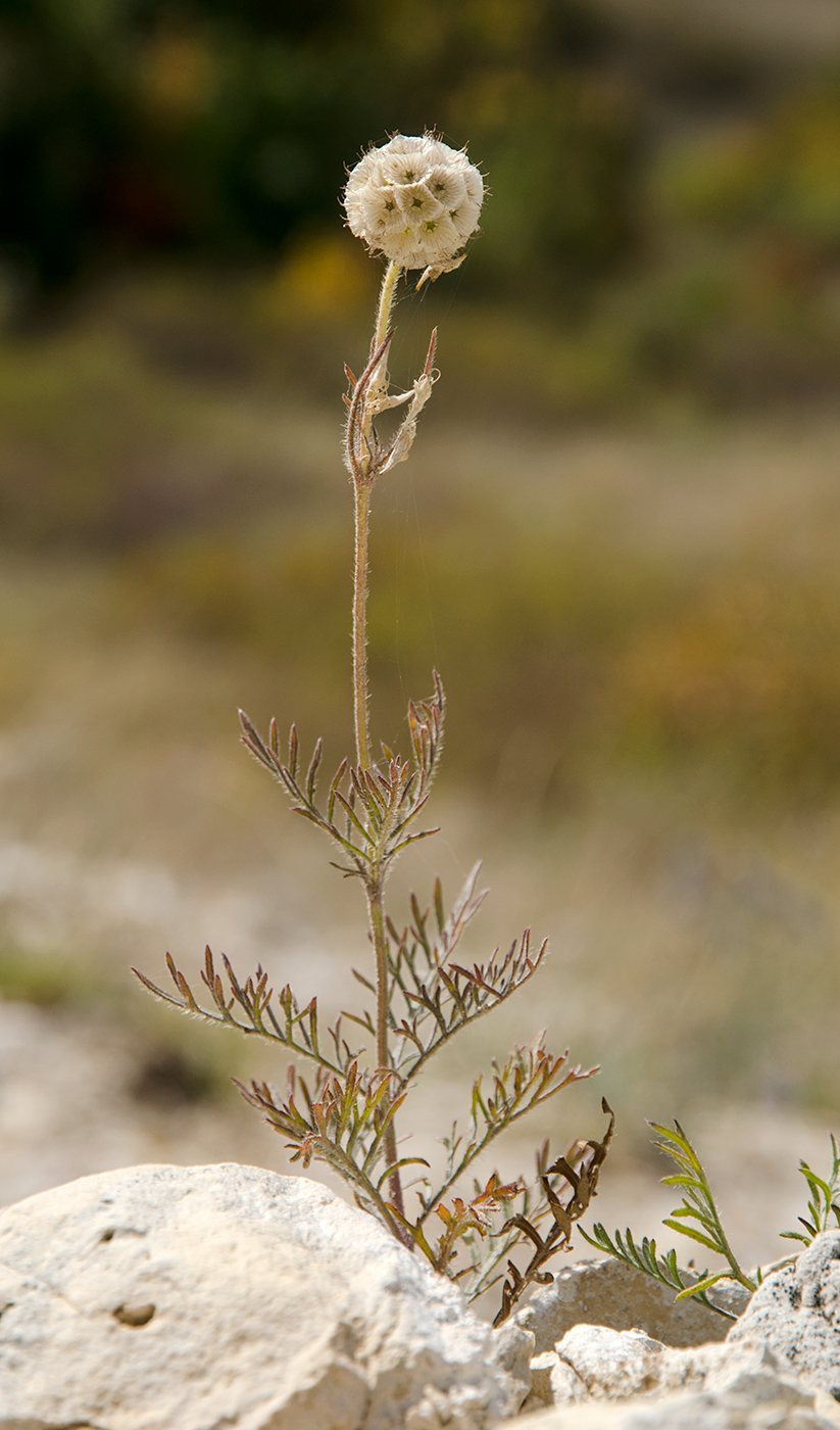 Image of Lomelosia isetensis specimen.