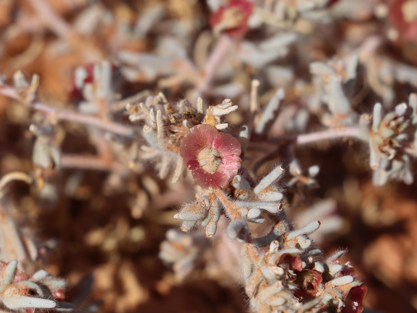 Image of Salsola vvedenskyi specimen.