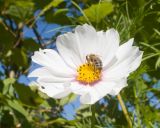 Cosmos bipinnatus. Соцветие с фуражирующей пчелой (самосев). Краснодарский край, Крымский р-н, станица Неберджаевская, приусадебный участок. 22.09.2024.