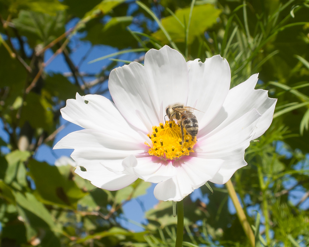 Изображение особи Cosmos bipinnatus.