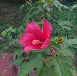 Hibiscus × hybridus