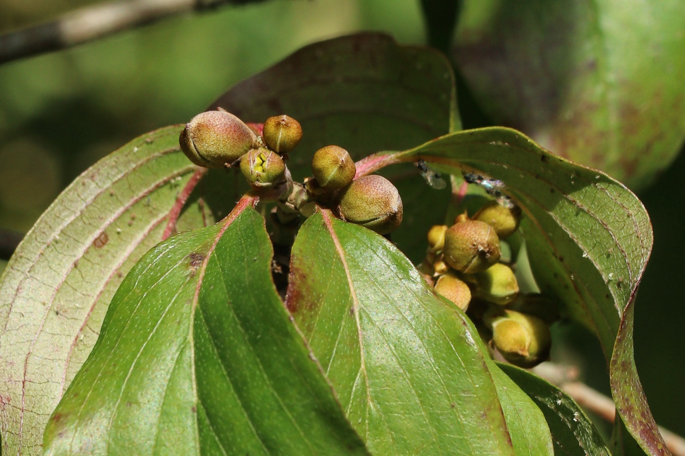 Изображение особи Cornus mas.