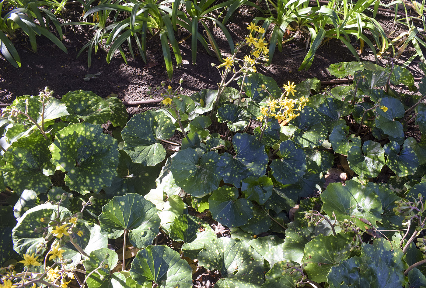 Image of Farfugium japonicum specimen.