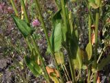 Rumex acetosa. Нижняя часть цветущего растения. Магаданская обл., г. Магадан, мкр-н Солнечный, около технического водохранилища магаданской ТЭЦ, разнотравный склон. 27.07.2024.