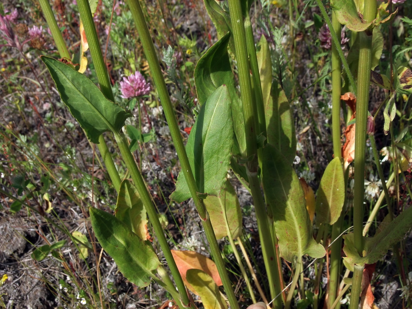 Изображение особи Rumex acetosa.