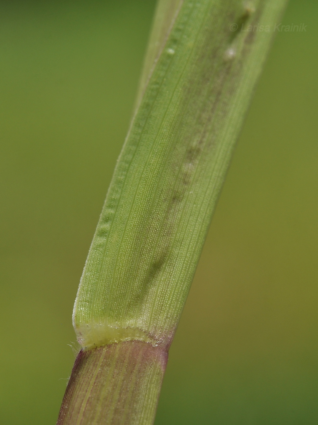 Image of Cenchrus echinatus specimen.