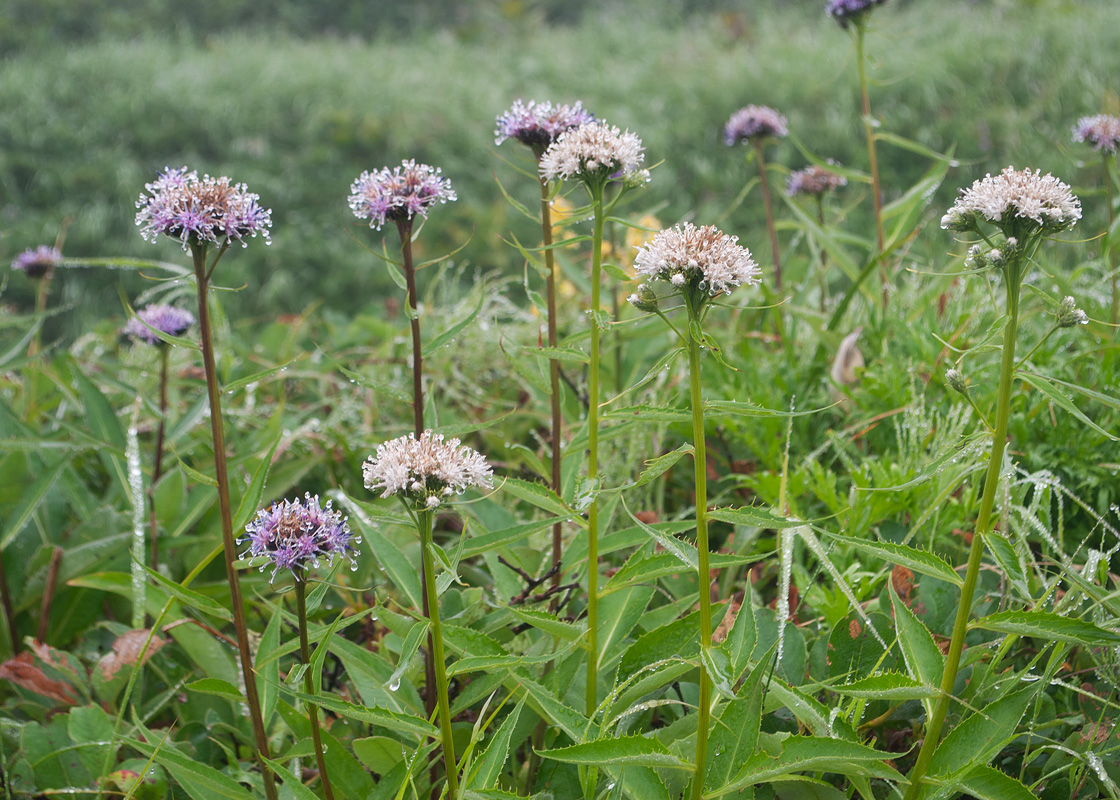 Изображение особи Saussurea pseudotilesii.