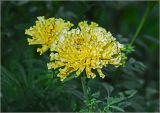 Tagetes erecta. Соцветие (махровая форма). Московская обл., Раменский р-н, окр. дер. Хрипань, садовый участок. 18.09.2024.