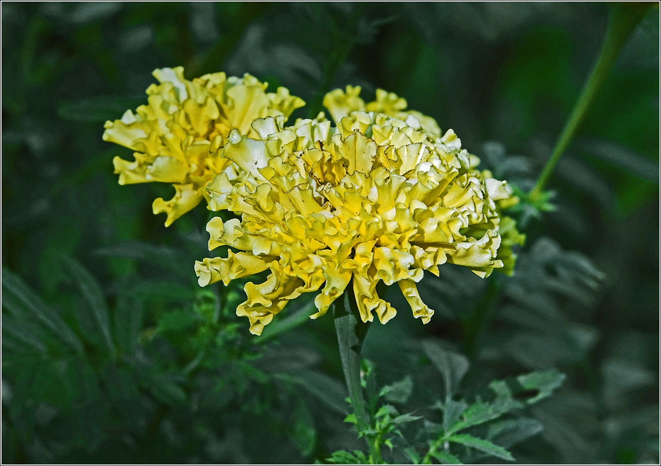 Изображение особи Tagetes erecta.