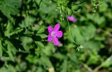 Geranium palustre. Цветок. Московская обл., Пушкинский гор. округ, северо-восточное побережье Учинского водохранилища, опушка смешанного леса. 27.07.2024.