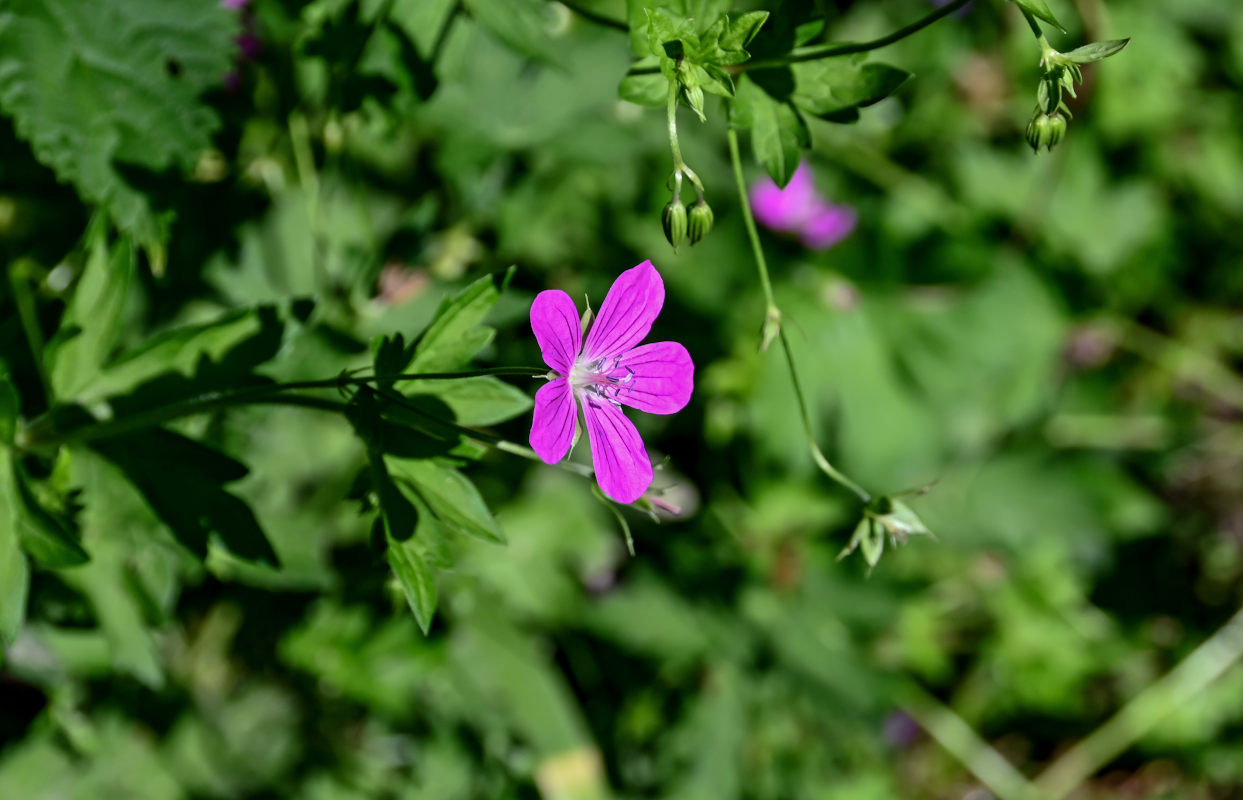 Изображение особи Geranium palustre.