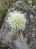 Scabiosa triniifolia