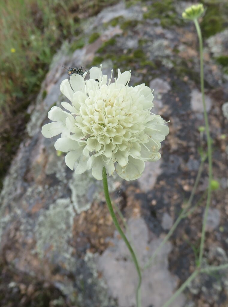 Изображение особи Scabiosa triniifolia.