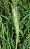 Hordeum leporinum