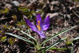 genus Crocus
