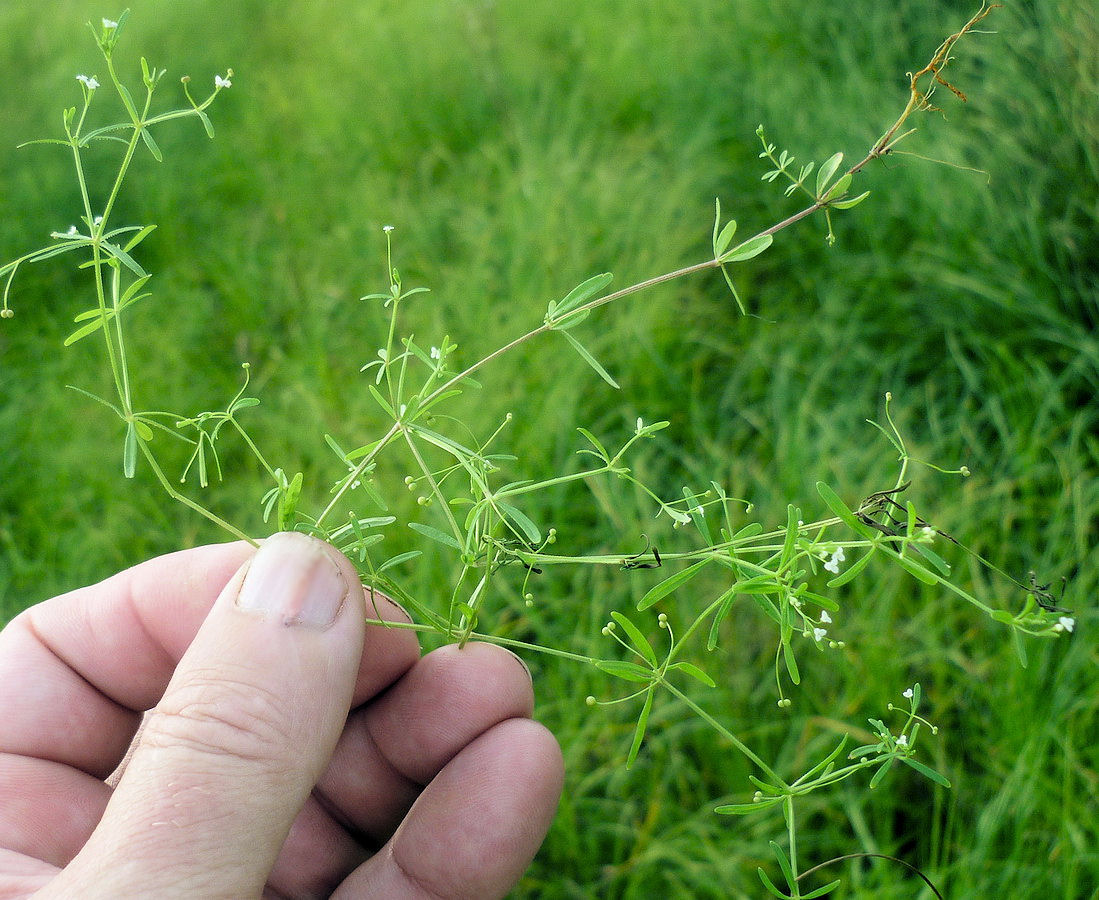 Изображение особи Galium trifidum.