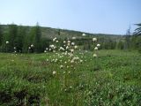 Смотреть изображение Eriophorum brachyantherum