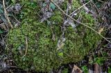 View full-size image Thamnobryum alopecurum