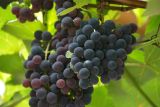 Смотреть изображение Vitis labrusca