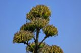 View full-size image Agave americana