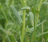 View full-size image Buglossoides arvensis