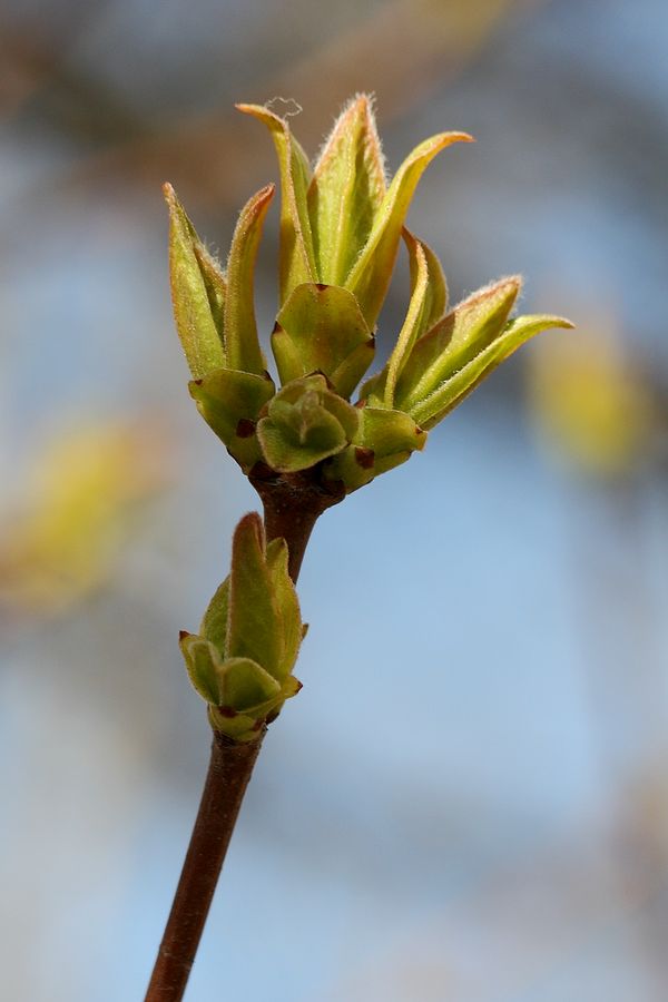 Image of Acer ginnala specimen.