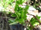 Salix apoda