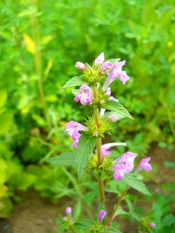 Изображение особи Galeopsis ladanum.