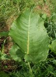 Rumex confertus