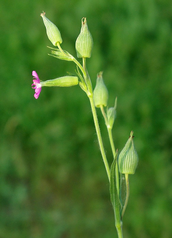 Image of Pleconax conica specimen.