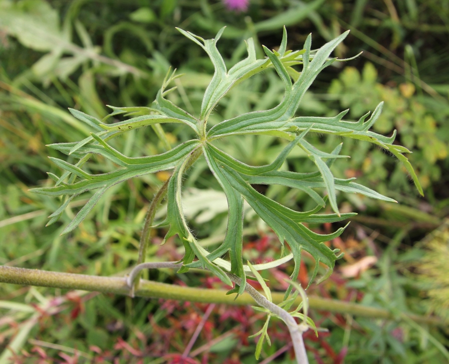 Image of Aconitum barbatum specimen.