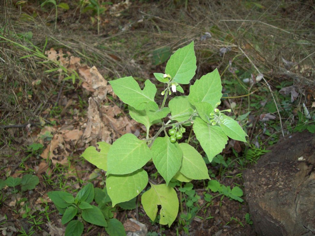 Изображение особи Solanum nigrum ssp. schultesii.