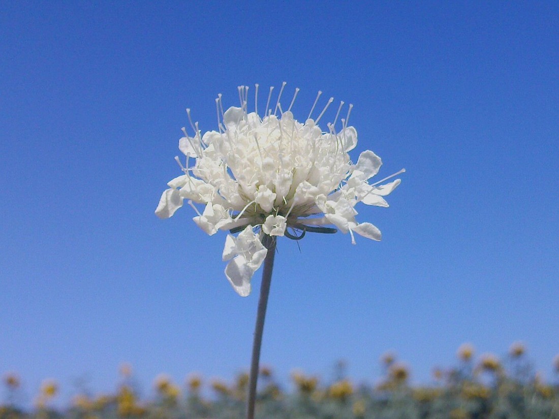 Image of Scabiosa ochroleuca specimen.