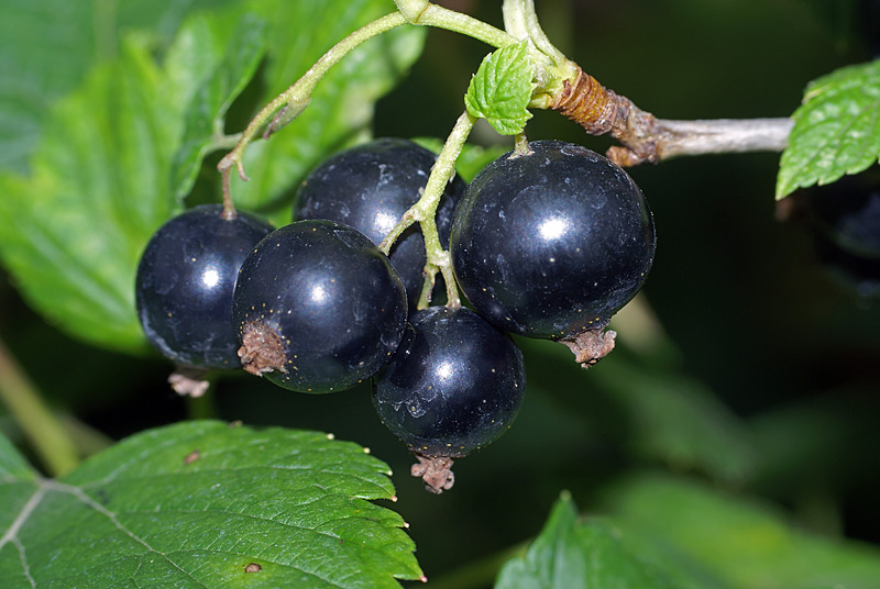 Image of Ribes nigrum specimen.