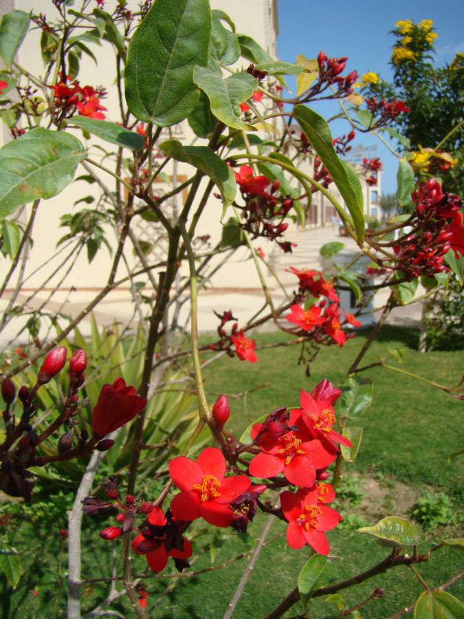 Image of Jatropha integerrima specimen.