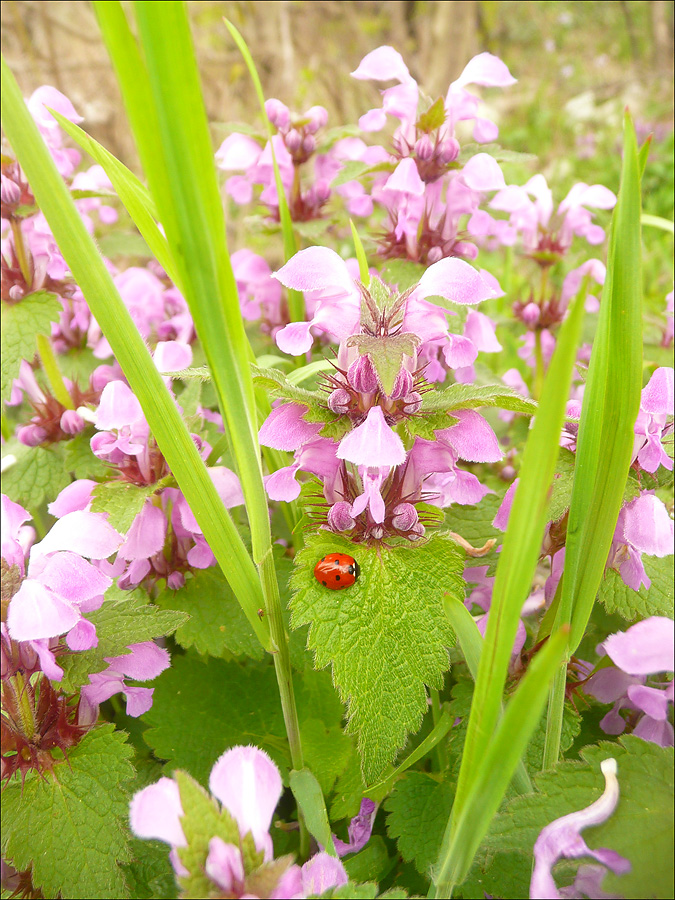 Image of Lamium maculatum specimen.