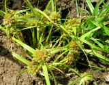 Cyperus michelianus