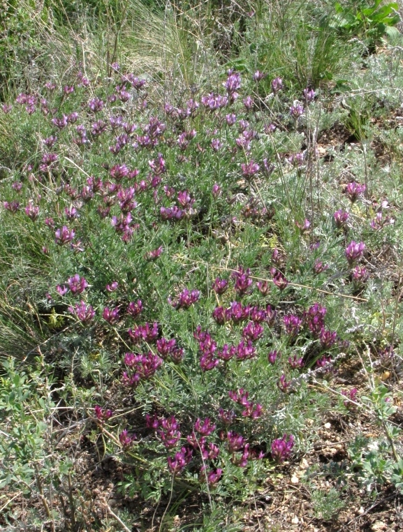 Image of Astragalus arcuatus specimen.