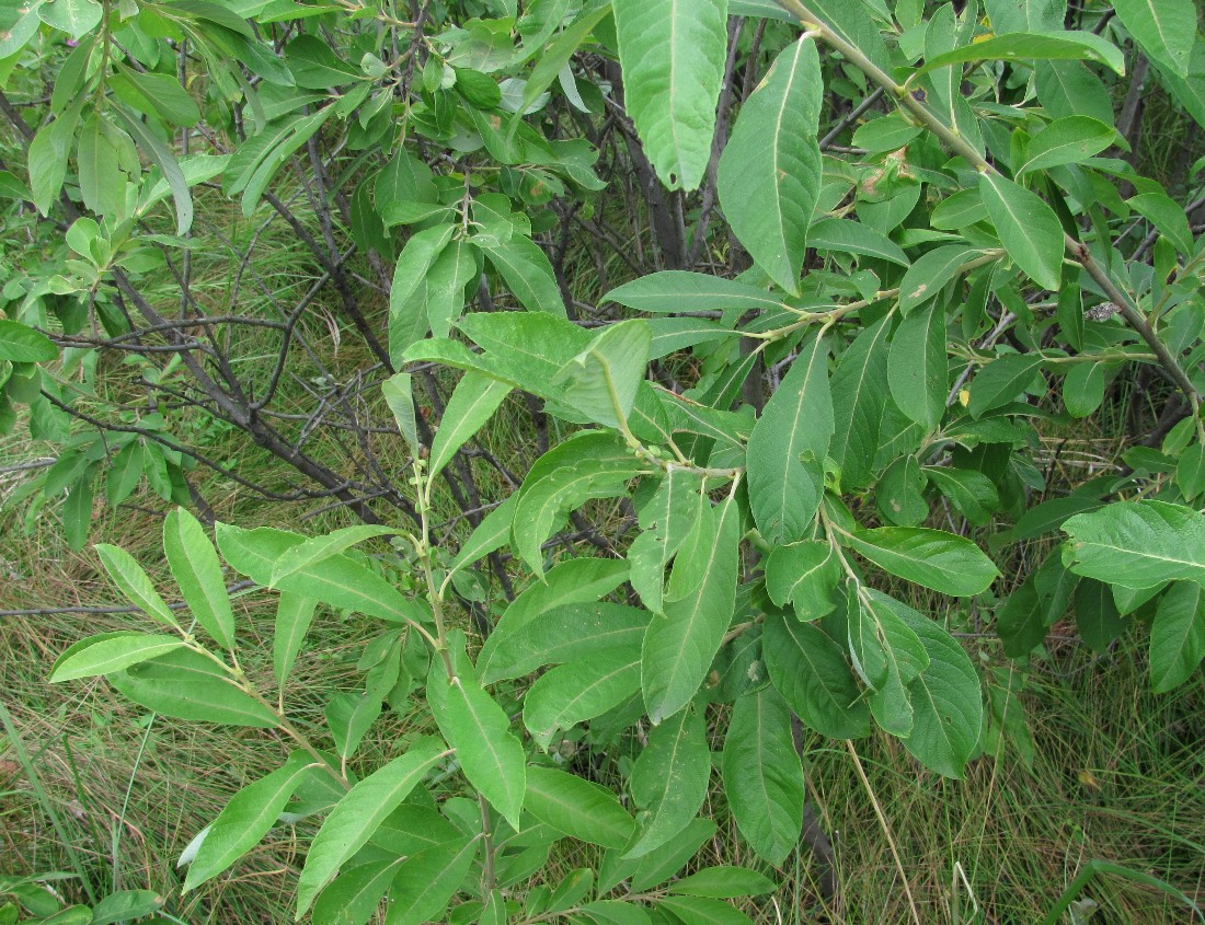 Image of Salix cinerea specimen.